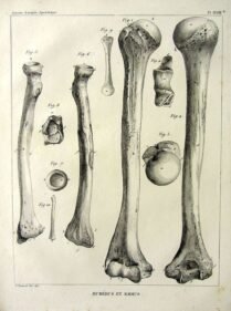 human-body-vintage-scientific-illustration-naturalist-drawing-0018