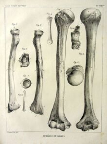 human-body-vintage-scientific-illustration-naturalist-drawing-0018