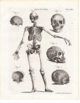 human-body-vintage-scientific-illustration-naturalist-drawing-0019