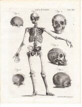 human-body-vintage-scientific-illustration-naturalist-drawing-0019