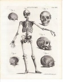 human-body-vintage-scientific-illustration-naturalist-drawing-0019