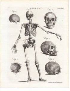 human-body-vintage-scientific-illustration-naturalist-drawing-0019