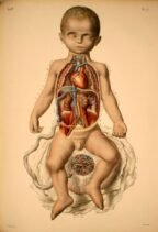 human-body-vintage-scientific-illustration-naturalist-drawing-0020