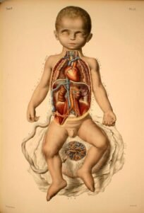 human-body-vintage-scientific-illustration-naturalist-drawing-0020