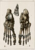 human-body-vintage-scientific-illustration-naturalist-drawing-0021