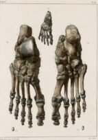 human-body-vintage-scientific-illustration-naturalist-drawing-0021