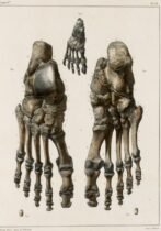 human-body-vintage-scientific-illustration-naturalist-drawing-0021