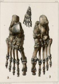 human-body-vintage-scientific-illustration-naturalist-drawing-0021