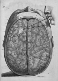 human-body-vintage-scientific-illustration-naturalist-drawing-0022