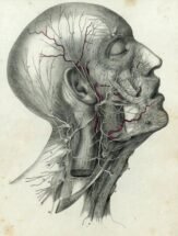 human-body-vintage-scientific-illustration-naturalist-drawing-0023