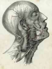 human-body-vintage-scientific-illustration-naturalist-drawing-0023