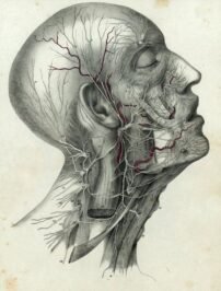 human-body-vintage-scientific-illustration-naturalist-drawing-0023