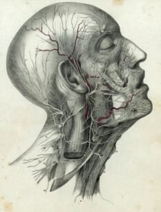 human-body-vintage-scientific-illustration-naturalist-drawing-0023