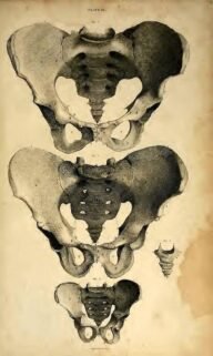 human-body-vintage-scientific-illustration-naturalist-drawing-0024