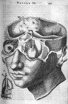 human-body-vintage-scientific-illustration-naturalist-drawing-0025
