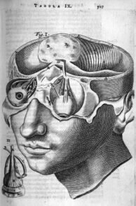 human-body-vintage-scientific-illustration-naturalist-drawing-0025