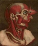 human-body-vintage-scientific-illustration-naturalist-drawing-0027