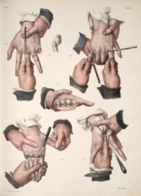 human-body-vintage-scientific-illustration-naturalist-drawing-0028