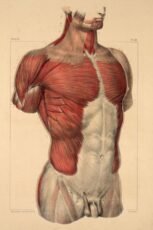 human-body-vintage-scientific-illustration-naturalist-drawing-0030