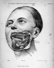 human-body-vintage-scientific-illustration-naturalist-drawing-0031