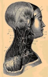 human-body-vintage-scientific-illustration-naturalist-drawing-0032