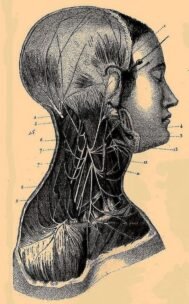 human-body-vintage-scientific-illustration-naturalist-drawing-0032