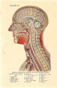 human-body-vintage-scientific-illustration-naturalist-drawing-0033