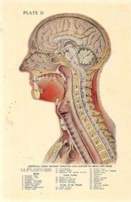 human-body-vintage-scientific-illustration-naturalist-drawing-0033