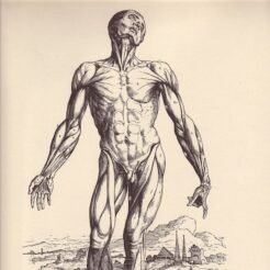human-body-vintage-scientific-illustration-naturalist-drawing-0034