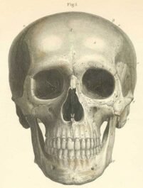 human-body-vintage-scientific-illustration-naturalist-drawing-0035
