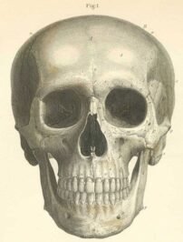 human-body-vintage-scientific-illustration-naturalist-drawing-0035
