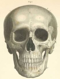 human-body-vintage-scientific-illustration-naturalist-drawing-0035