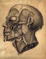 human-body-vintage-scientific-illustration-naturalist-drawing-0037