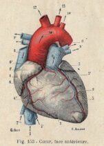 human-body-vintage-scientific-illustration-naturalist-drawing-0038