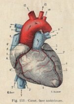 human-body-vintage-scientific-illustration-naturalist-drawing-0038