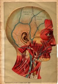 human-body-vintage-scientific-illustration-naturalist-drawing-0039