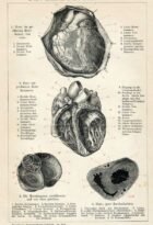 human-body-vintage-scientific-illustration-naturalist-drawing-0040