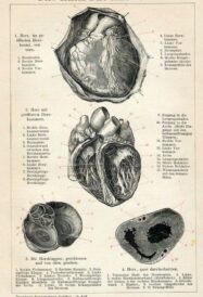 human-body-vintage-scientific-illustration-naturalist-drawing-0040