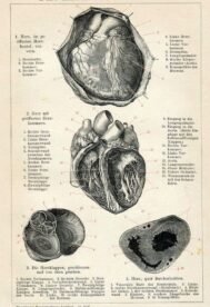 human-body-vintage-scientific-illustration-naturalist-drawing-0040