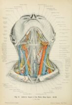 human-body-vintage-scientific-illustration-naturalist-drawing-0041