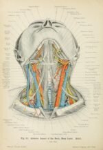 human-body-vintage-scientific-illustration-naturalist-drawing-0041