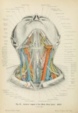 human-body-vintage-scientific-illustration-naturalist-drawing-0041
