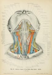 human-body-vintage-scientific-illustration-naturalist-drawing-0041