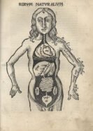 human-body-vintage-scientific-illustration-naturalist-drawing-0042