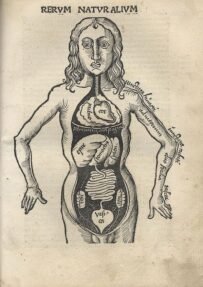 human-body-vintage-scientific-illustration-naturalist-drawing-0042