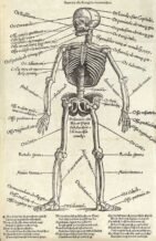 human-body-vintage-scientific-illustration-naturalist-drawing-0043
