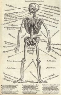 human-body-vintage-scientific-illustration-naturalist-drawing-0043