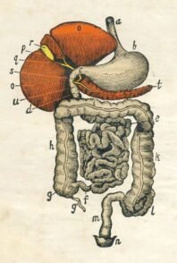human-body-vintage-scientific-illustration-naturalist-drawing-0044
