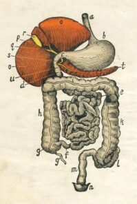 human-body-vintage-scientific-illustration-naturalist-drawing-0044