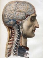 human-body-vintage-scientific-illustration-naturalist-drawing-0045